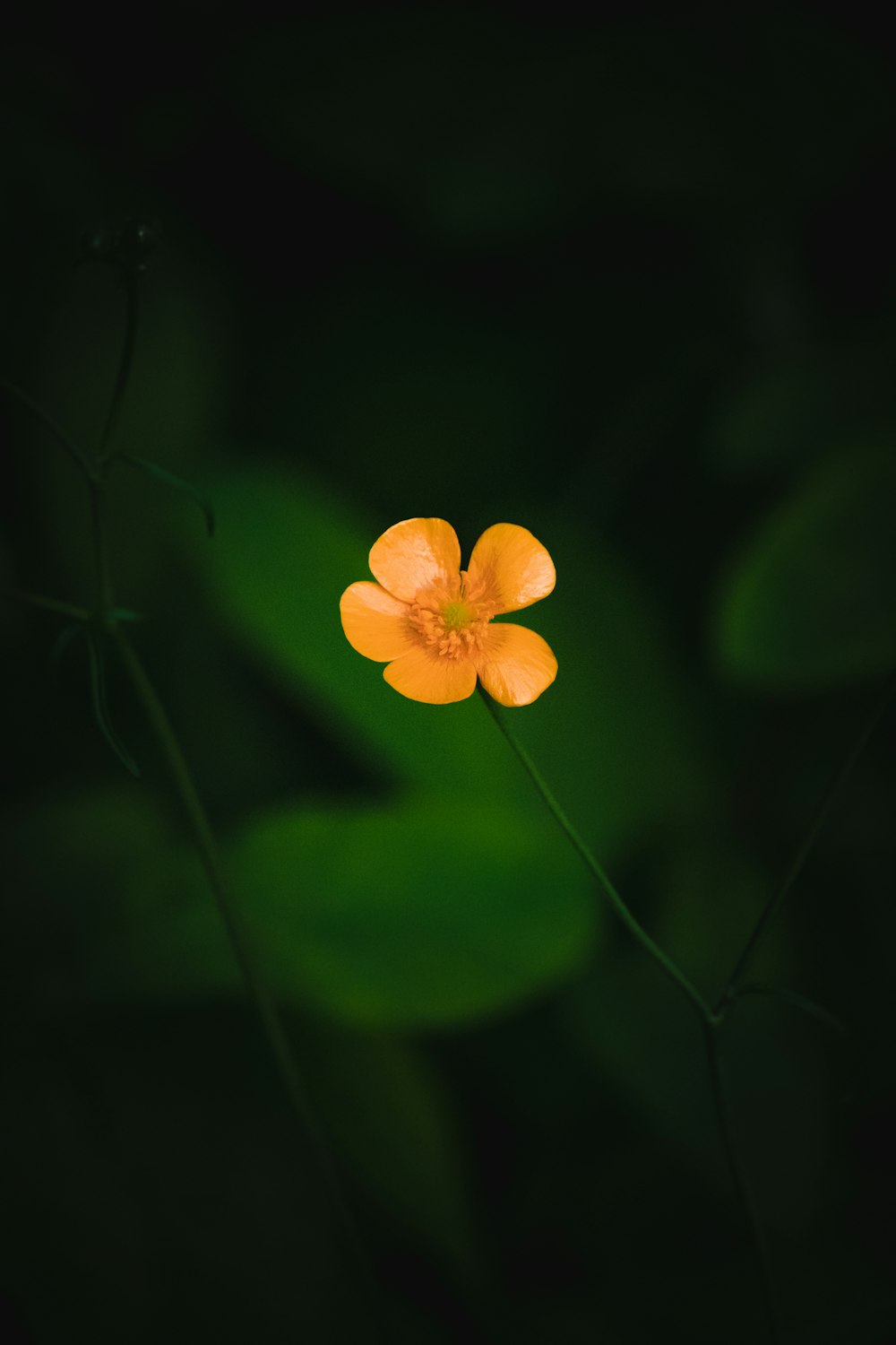 a yellow flower with green leaves in the background