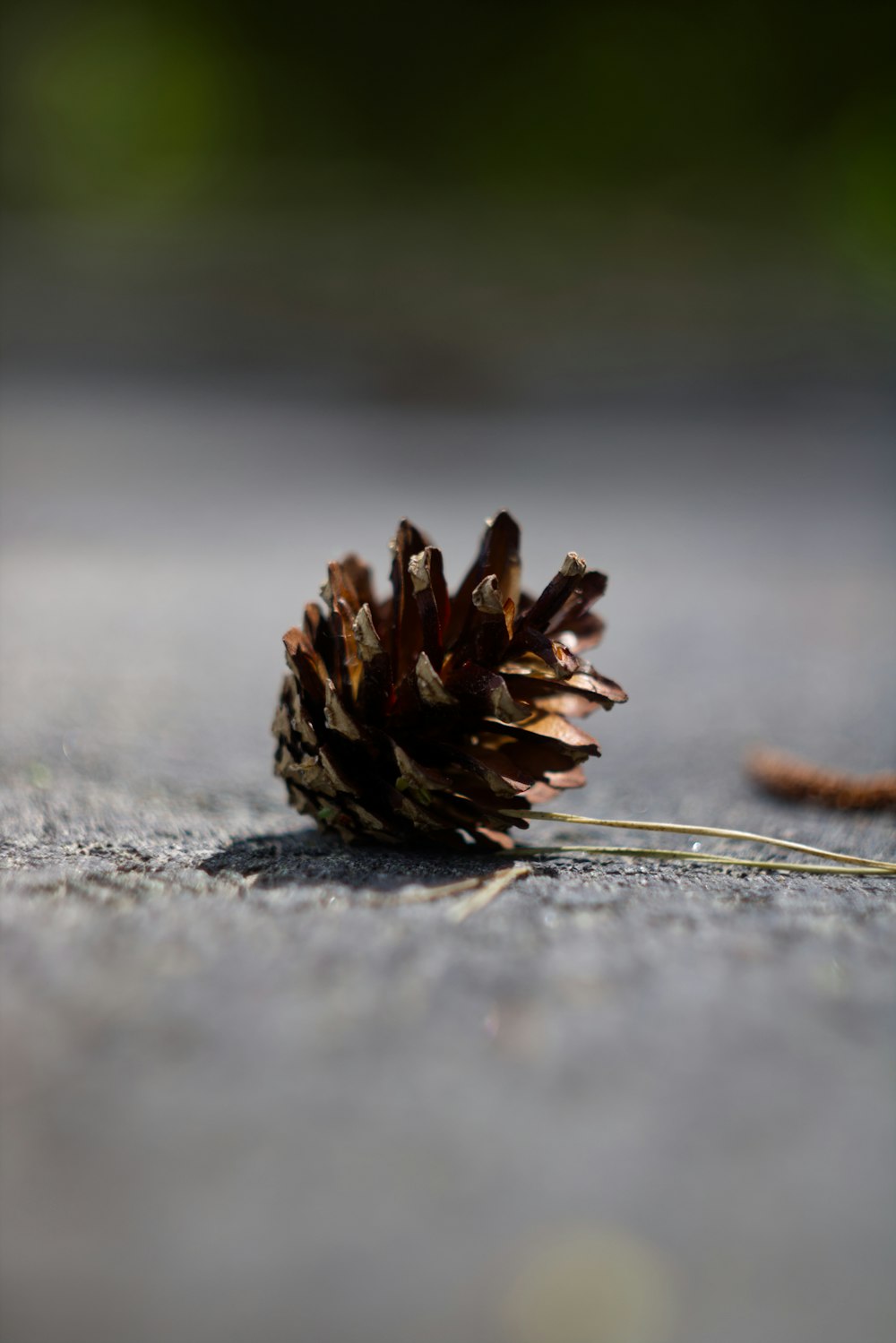 a small pine cone sitting on the ground