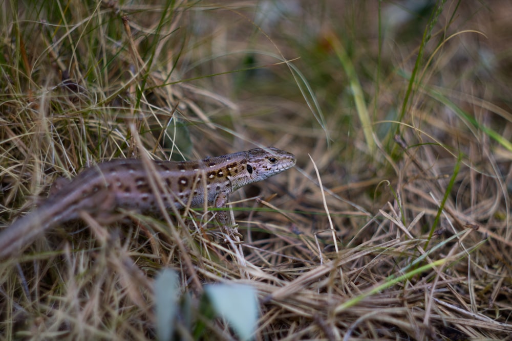 a small lizard is sitting in the grass