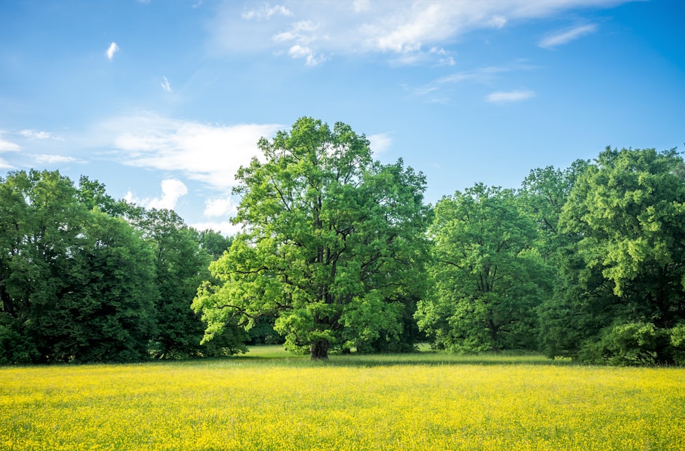 a field of yellow flowers and trees under a blue sky