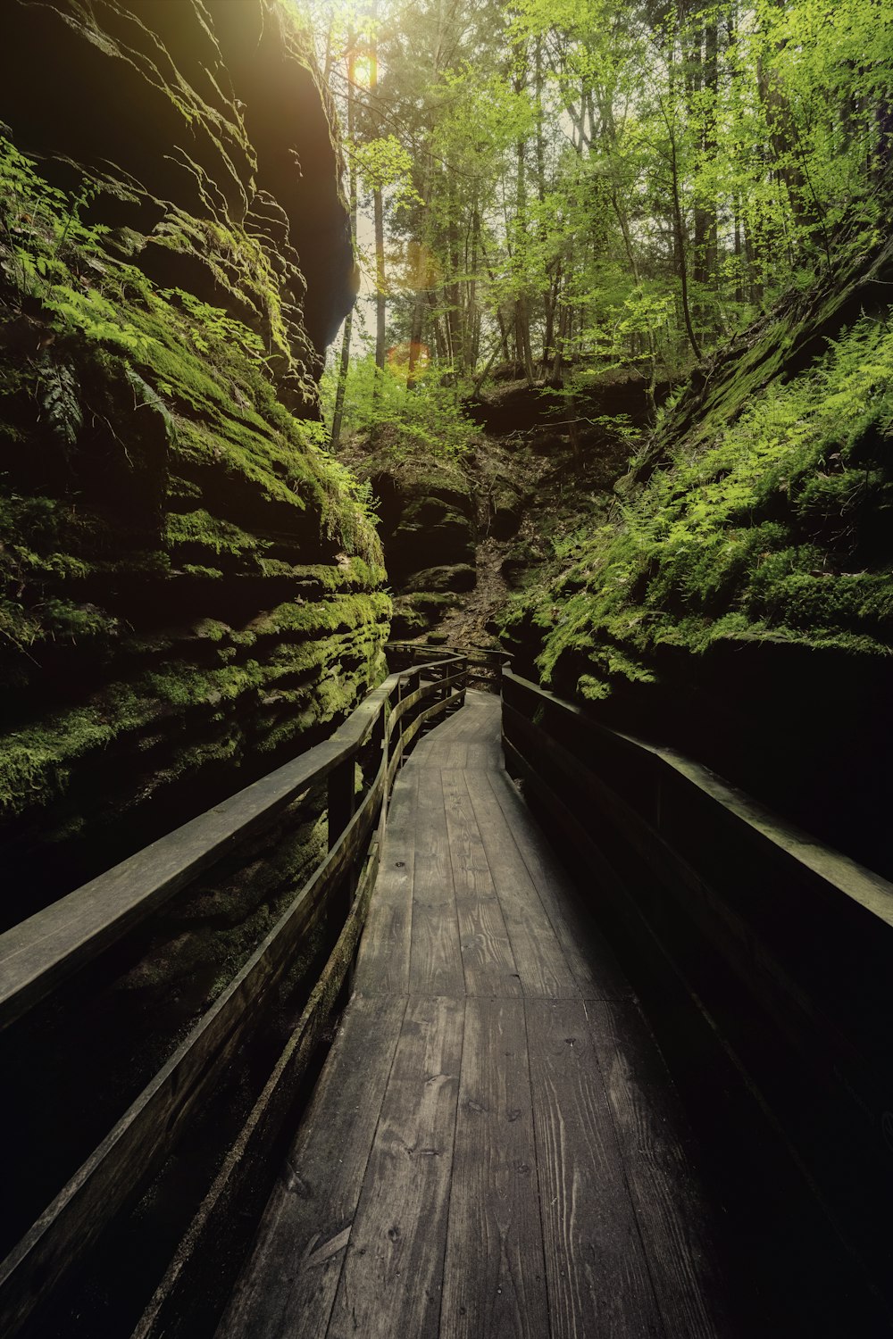 a wooden walkway in the middle of a forest