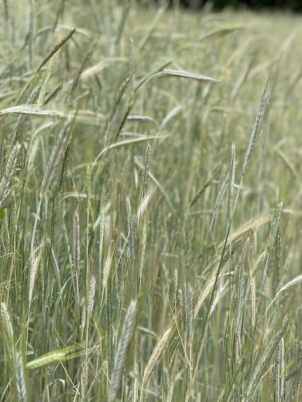 a close up of a field of tall grass