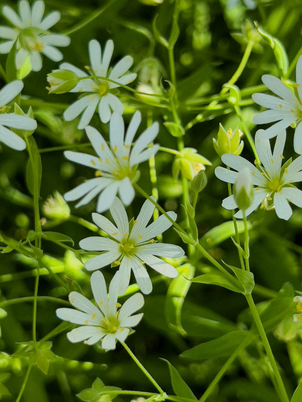 a close up of a bunch of white flowers