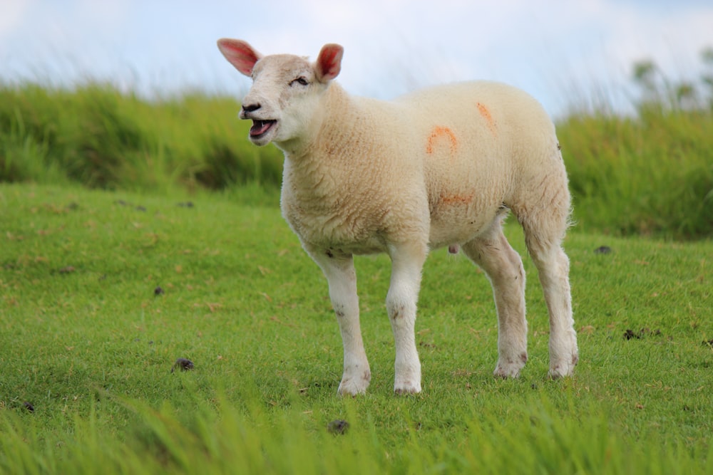 a sheep standing in a grassy field with its mouth open