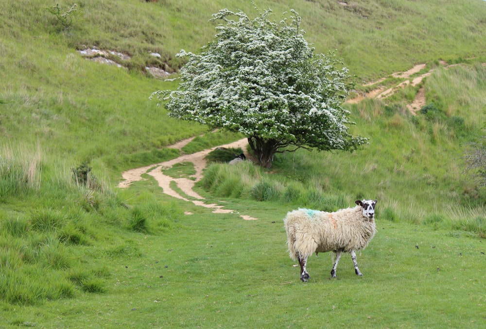 a sheep standing in the middle of a lush green field