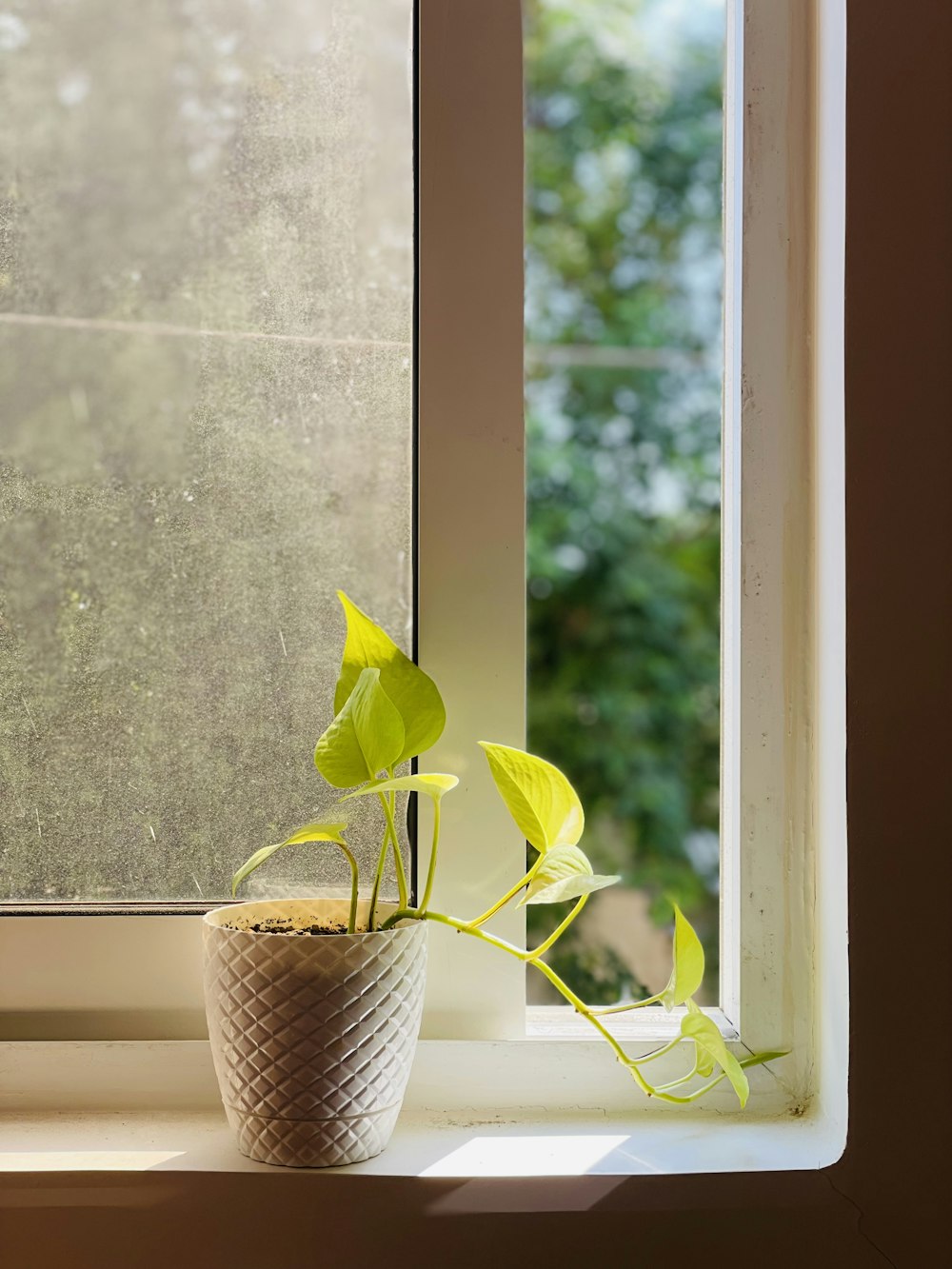 a potted plant sitting on a window sill