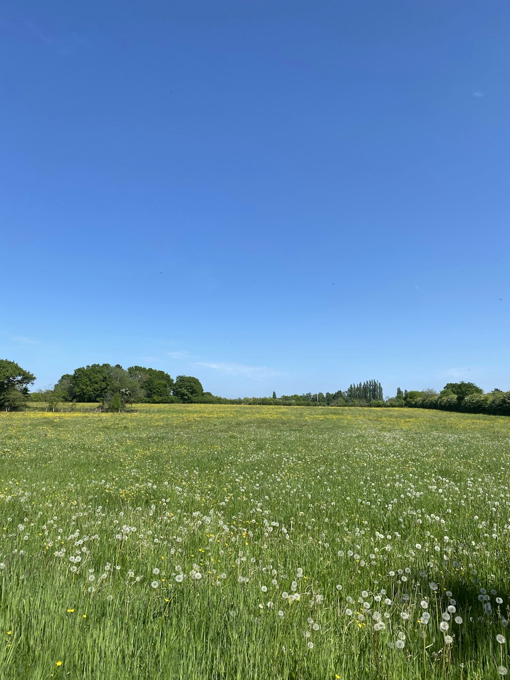 a field of grass and flowers under a blue sky