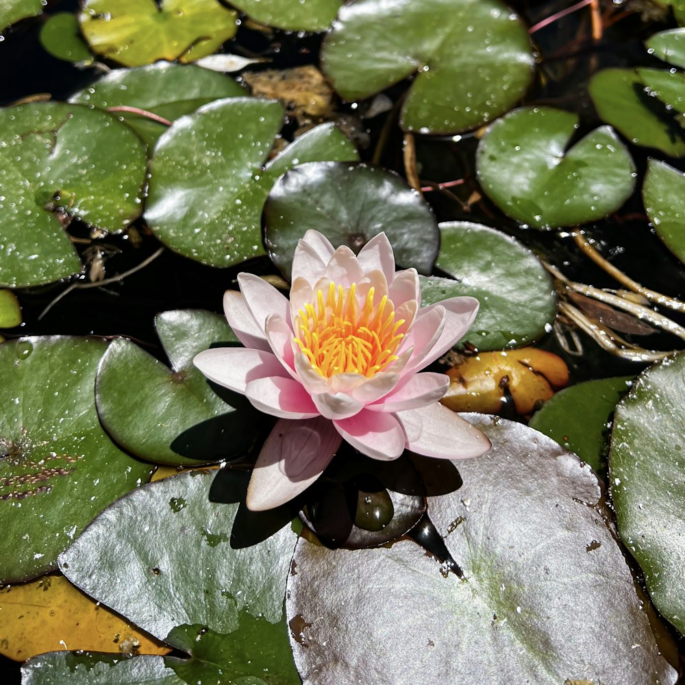 a pink water lily in a pond with lily pads