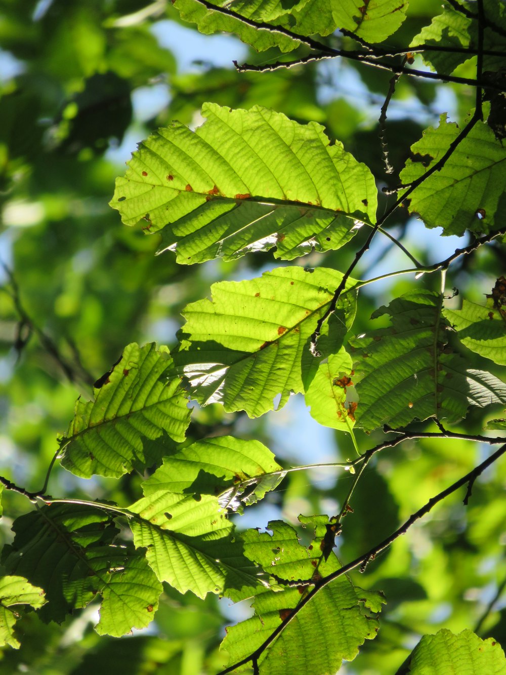 the leaves of a tree are bright green