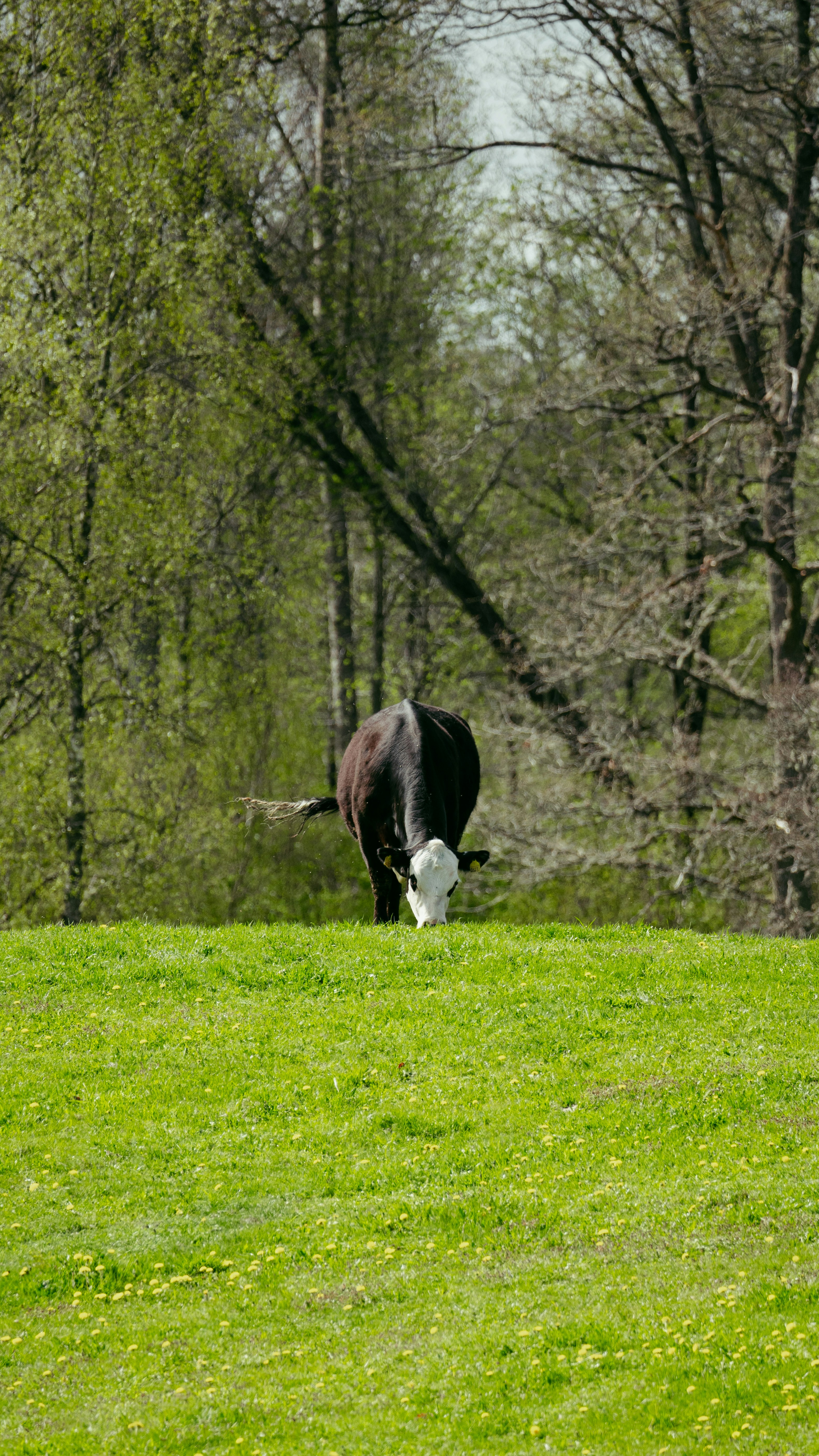 A black and white cow grazing on a lush green field photo – Free Green ...