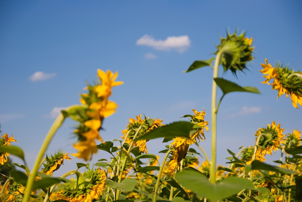 Un campo de girasoles con un cielo azul al fondo