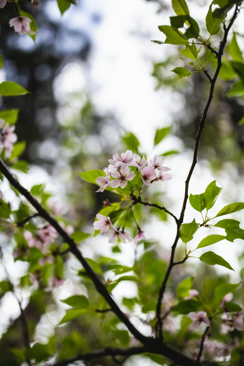 a branch with pink flowers and green leaves