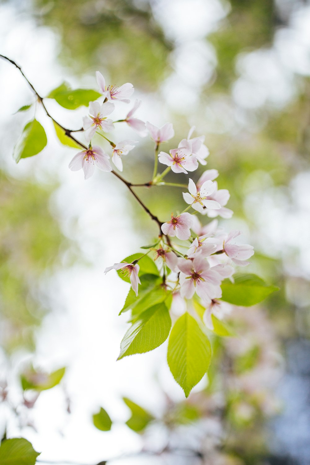 a branch with pink flowers and green leaves