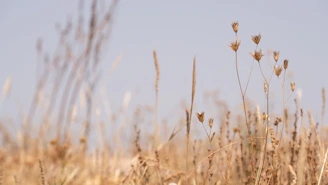 why do weeds still grow in dry weather Cardiff
