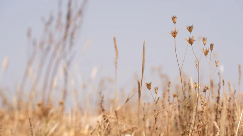 why do weeds still grow in dry weather Cardiff