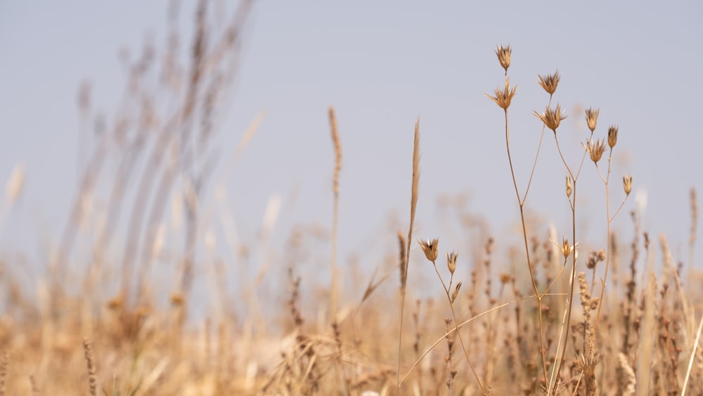 a field of dry grass with a blue sky in the background