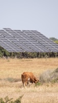A solar-powered water trough providing fresh water to livestock in a green pasture.