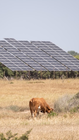 A brown cow grazes in a dry, grassy field. Behind the cow, there is a large array of solar panels set against a clear blue sky.