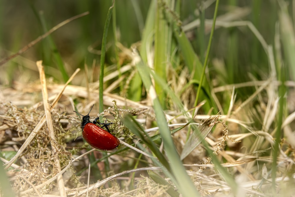 a red bug sitting on top of a grass covered field