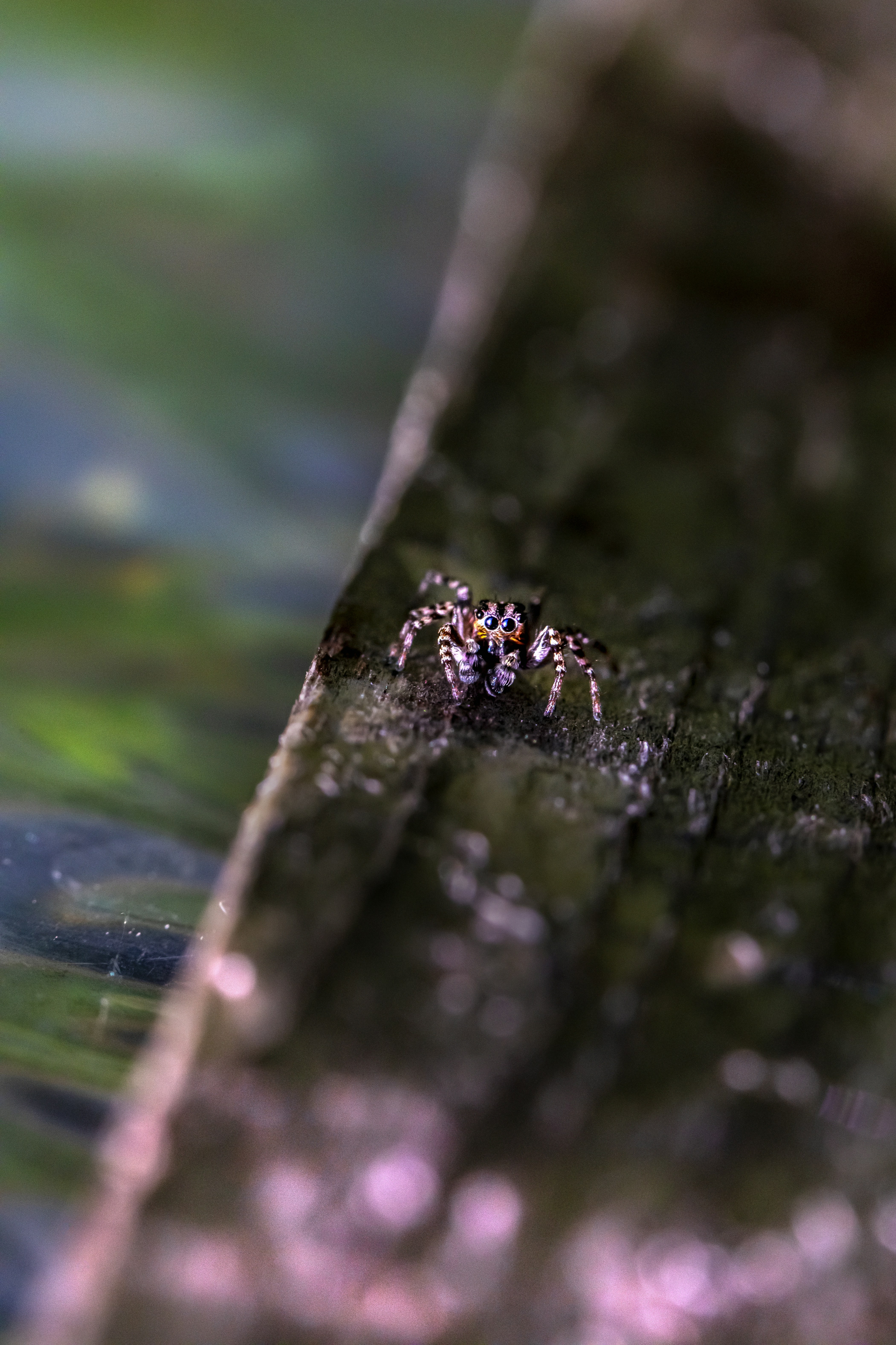 Photo by erik_karits