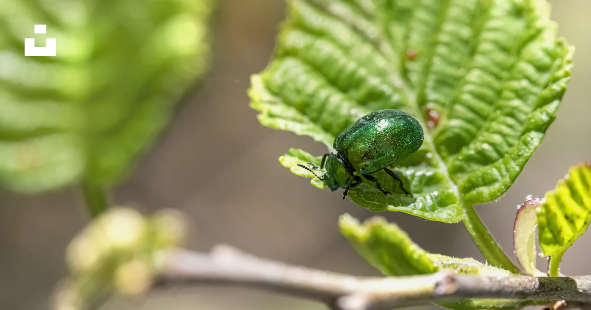 Un insecte vert assis sur une feuille verte photo – Photo Comté de ...