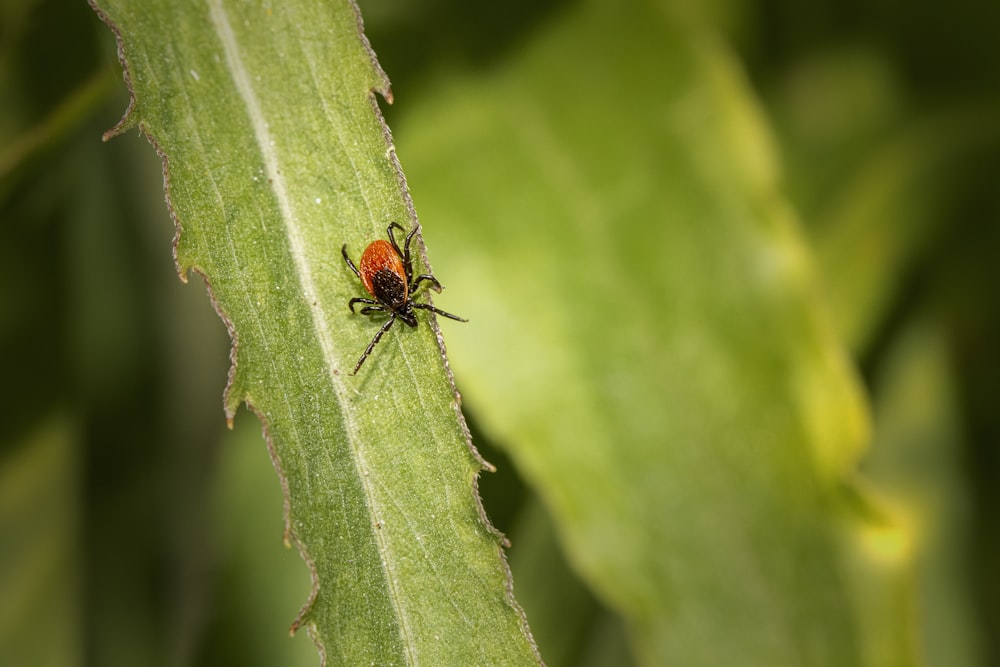 une punaise rouge assise au sommet d’une feuille verte