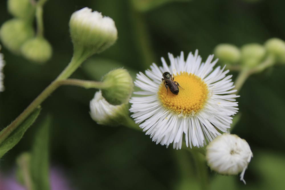 une abeille assise au sommet d’une fleur blanche