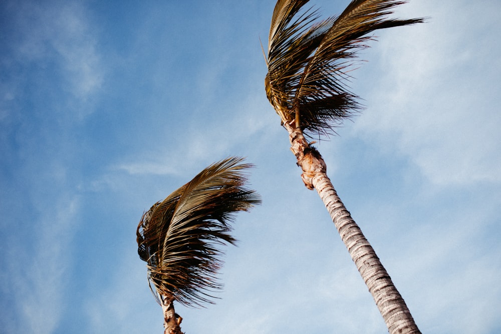 two palm trees blowing in the wind on a sunny day