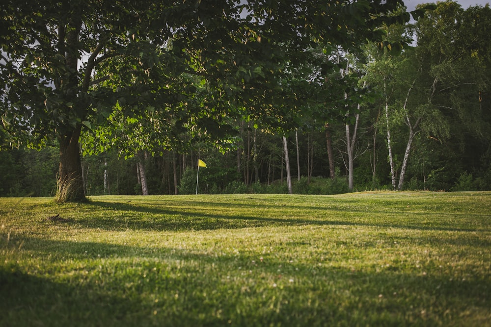 um campo verde com árvores e um frisbee amarelo