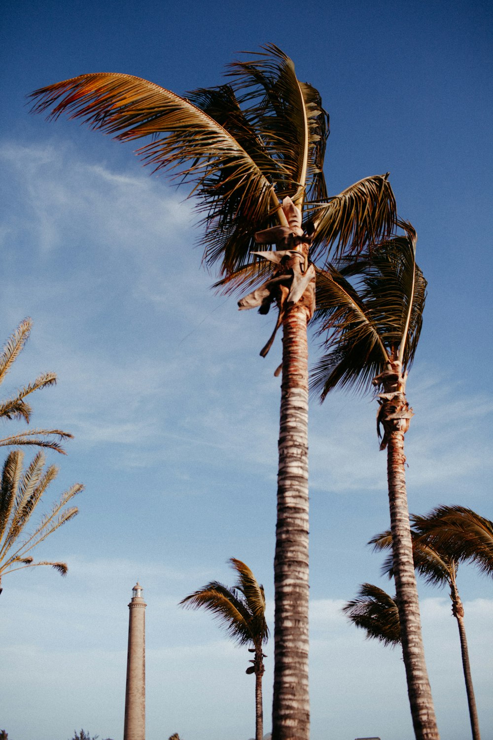 palm trees blowing in the wind on a sunny day