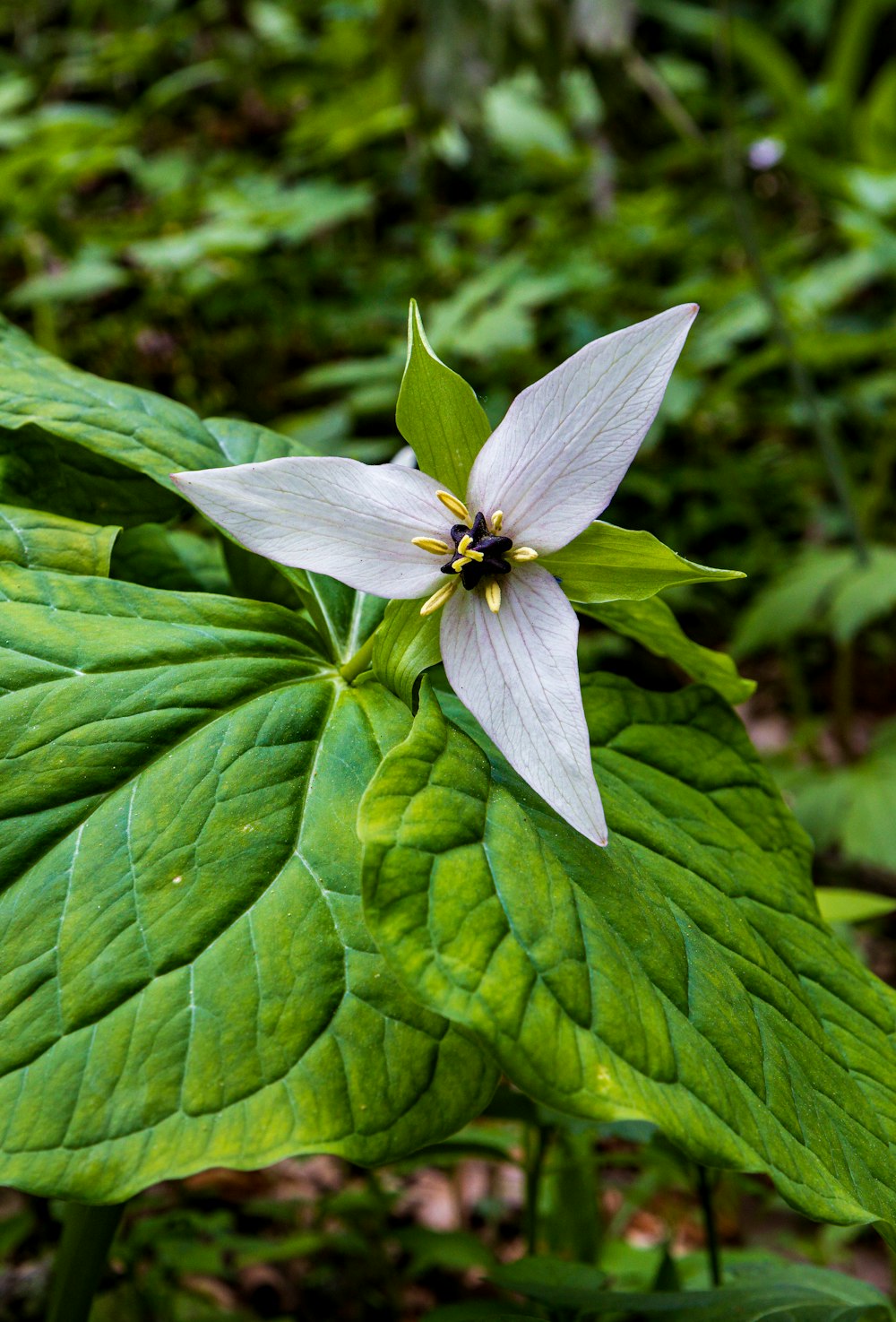 a white flower with a yellow center on a green leaf