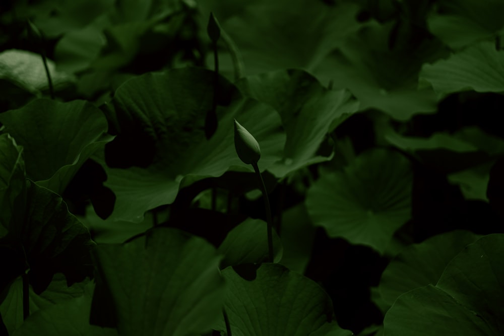 a close up of a bunch of green leaves