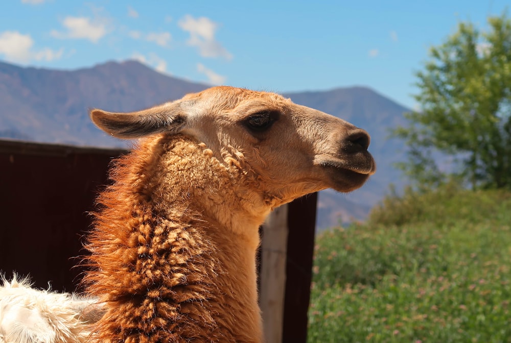 a close up of a brown and white llama
