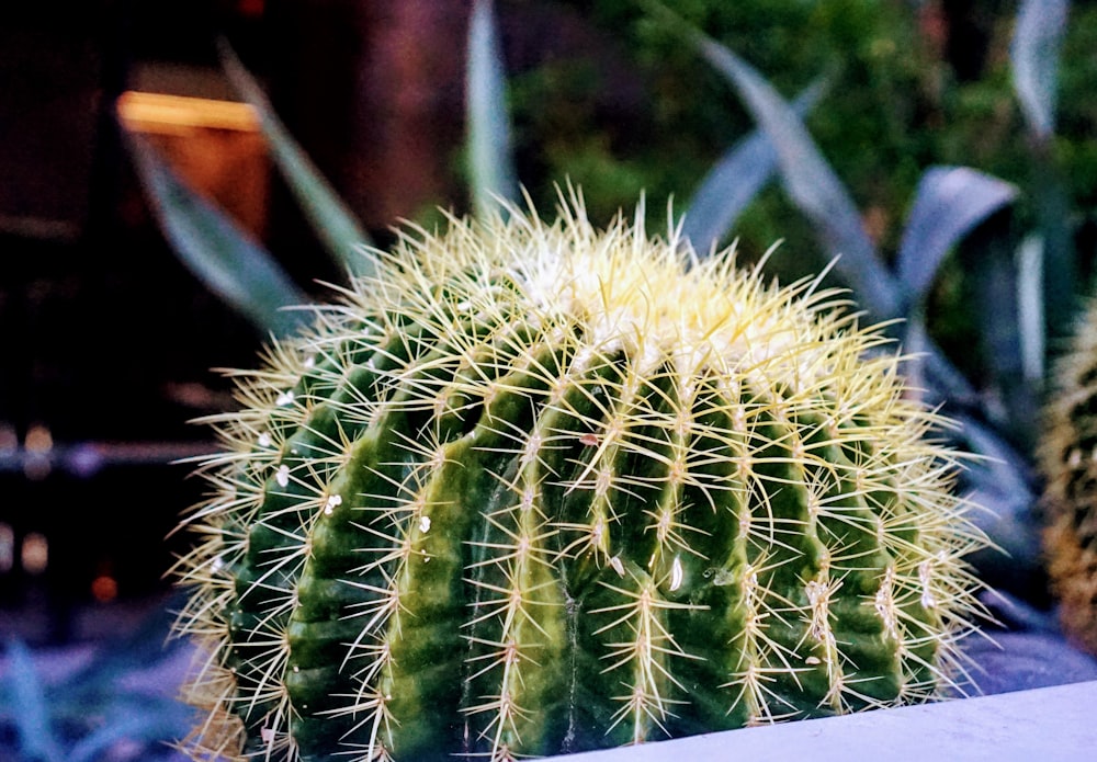 a close up of a cactus near many other plants