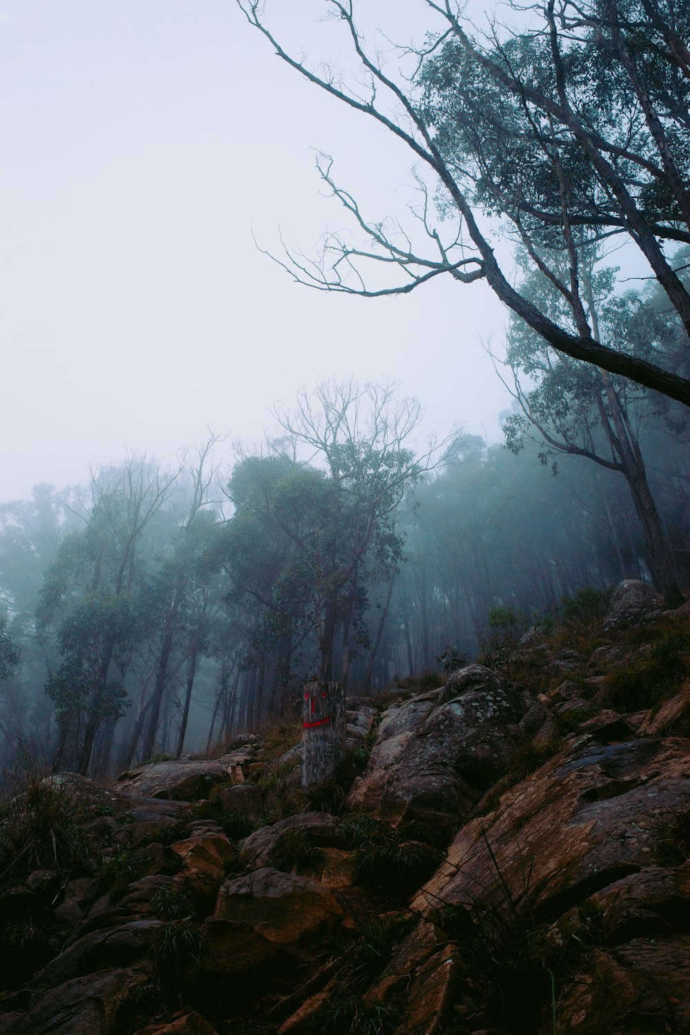 a foggy forest filled with lots of trees