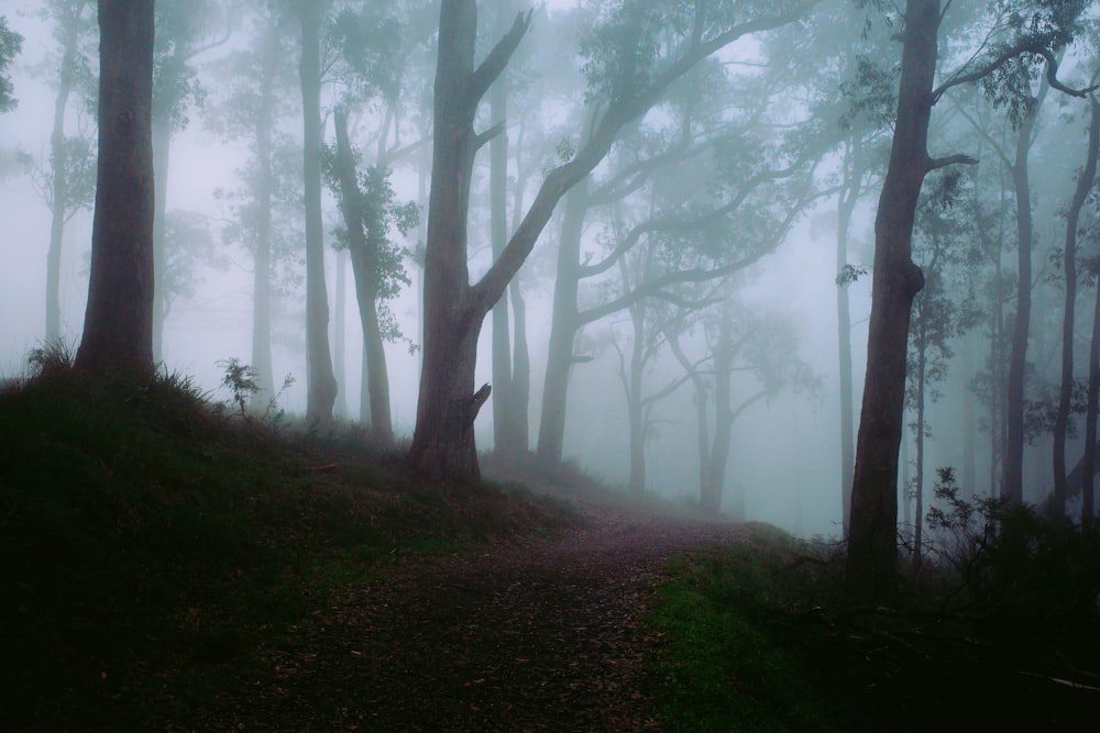 a foggy forest with a trail in the foreground