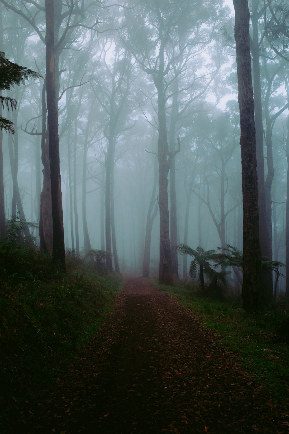 a path in the middle of a forest on a foggy day