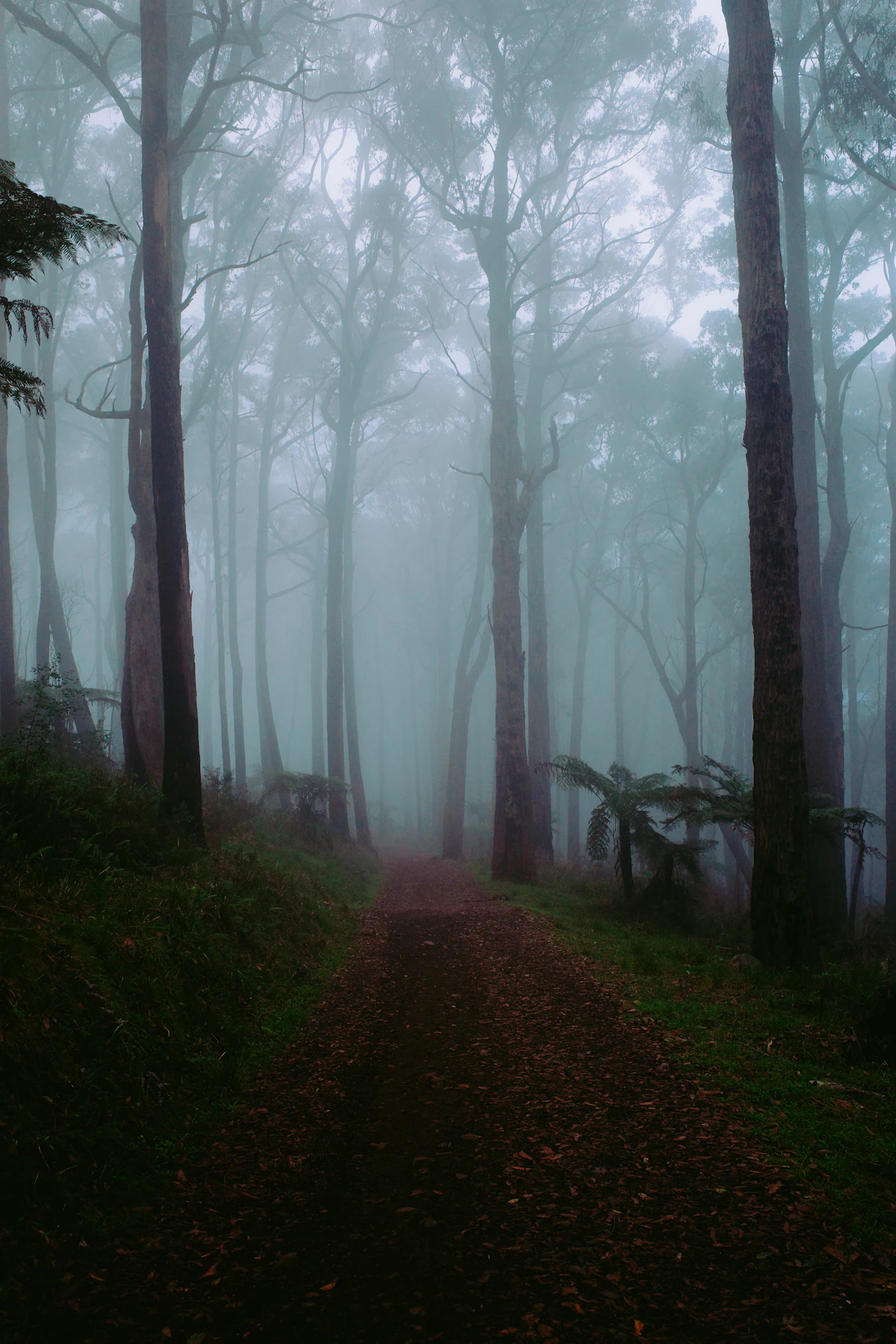 Misty forest in the Dandenong Ranges