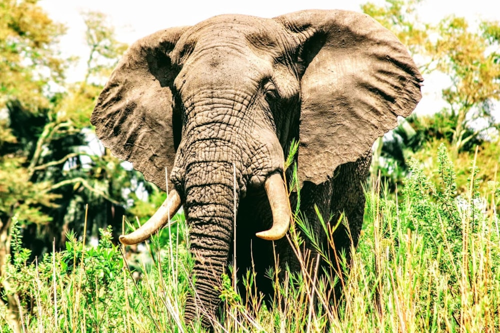 an elephant standing in tall grass with trees in the background