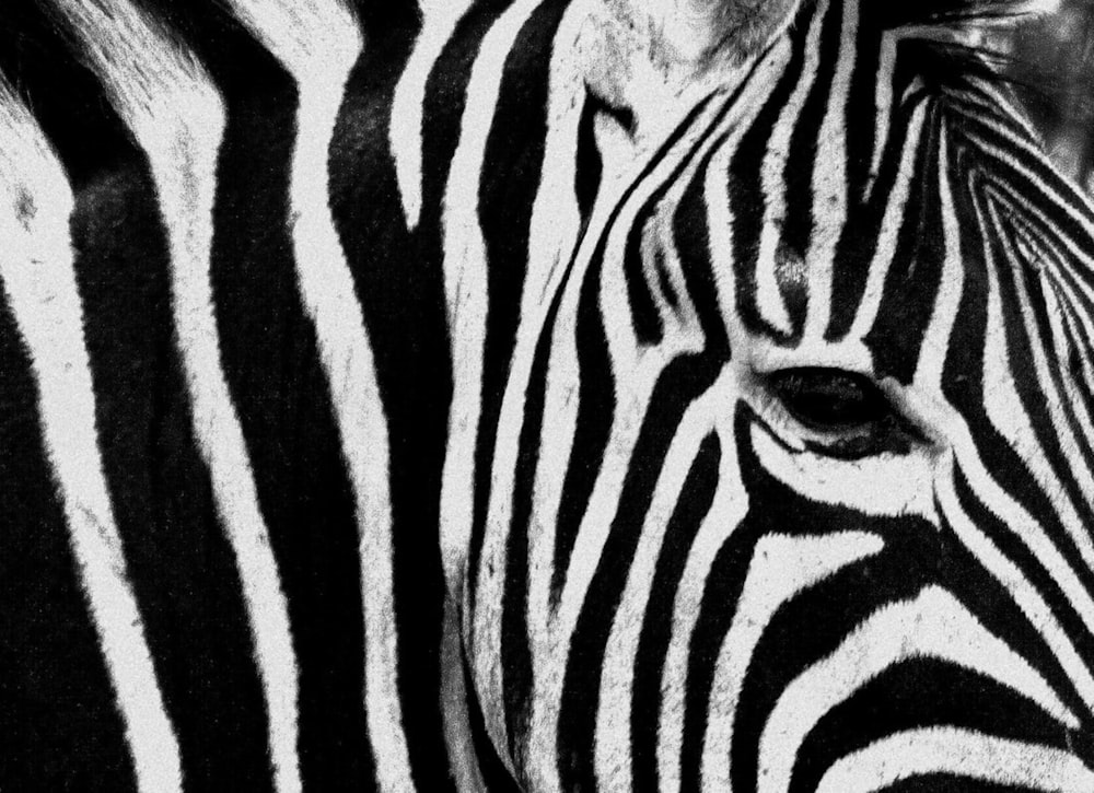 a close up view of a zebra's face