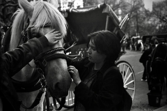 A calm horse being gently loaded into a secure transport vehicle outside a veterinary clinic.