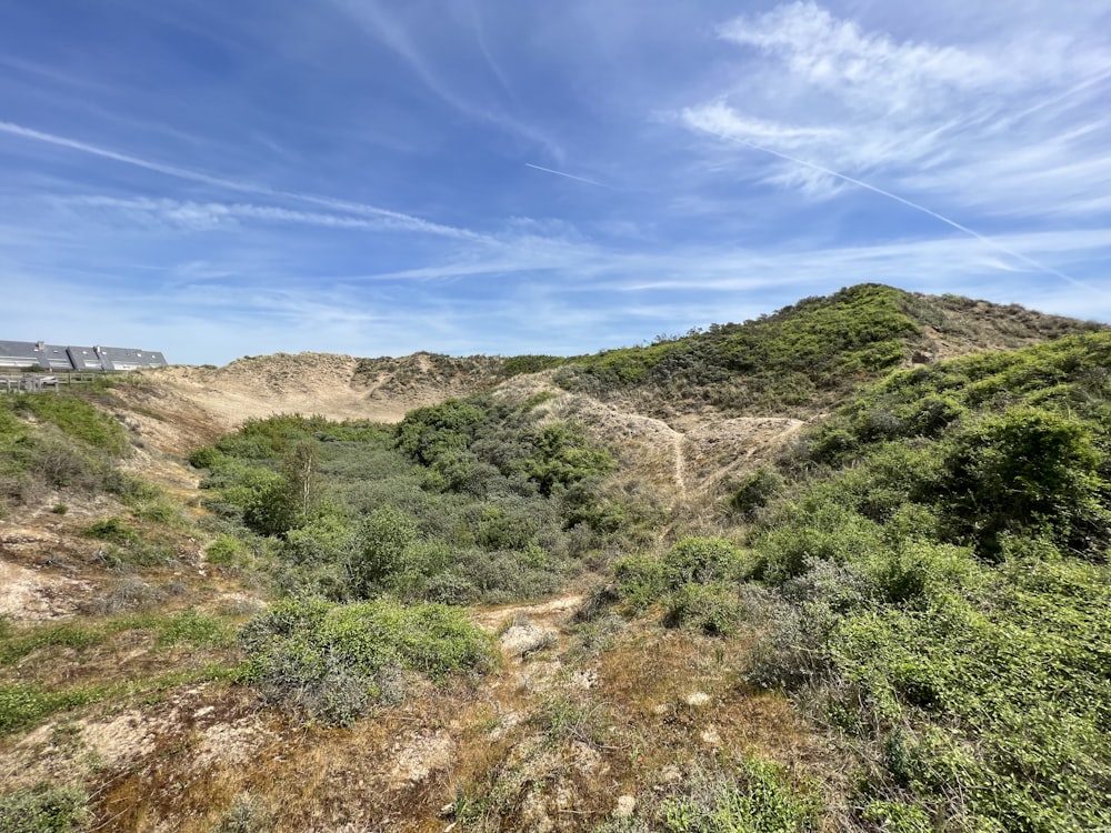 a view of a hill with trees and bushes