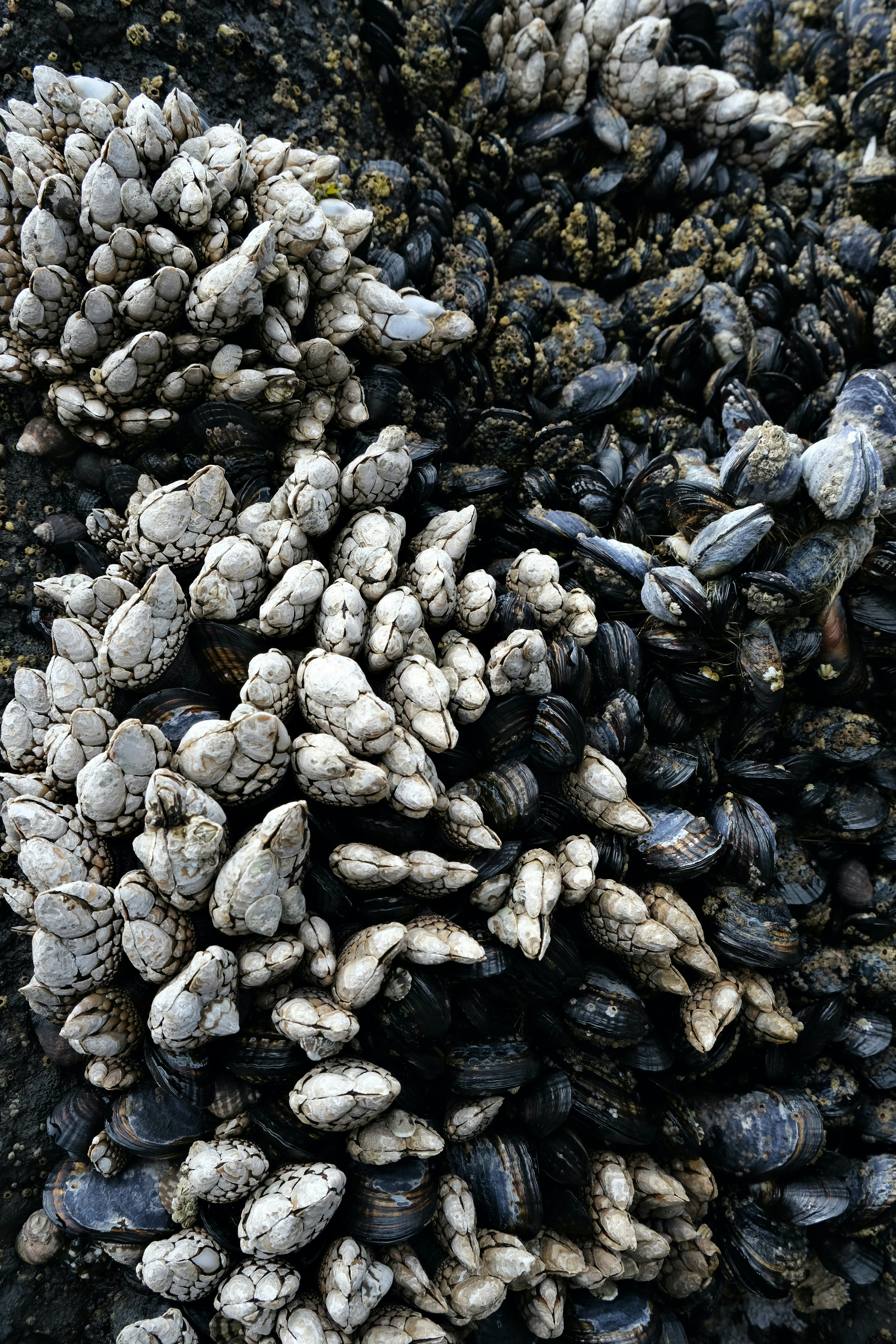 seafood wallpaper, wallpaper, 6 Perbedaan Kepiting dan Rajungan agar Tidak Salah Beli 4