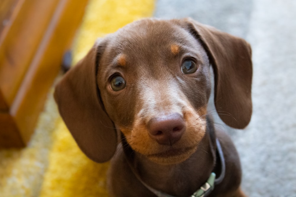 a brown dog sitting on top of a yellow rug