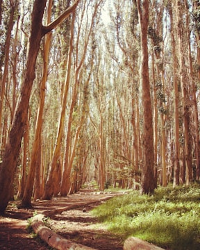A serene forest pathway lined with tall eucalyptus trees creates a natural arch overhead. Dappled sunlight filters through the leaves, casting gentle patterns on the forest floor, which is covered in a mix of earth and patches of green grass. The trees have slender trunks, and their bark is peeling in textures of light brown and cream.