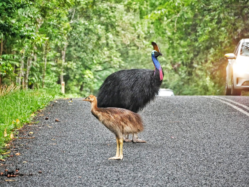 a couple of birds standing on the side of a road