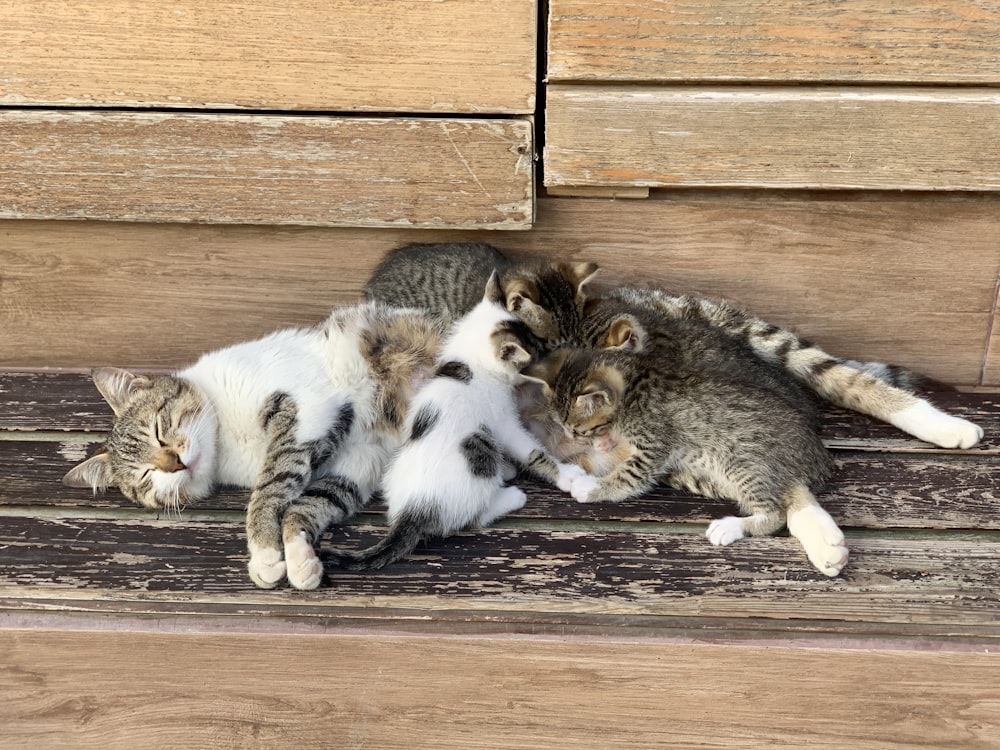 a group of cats laying on top of a wooden bench
