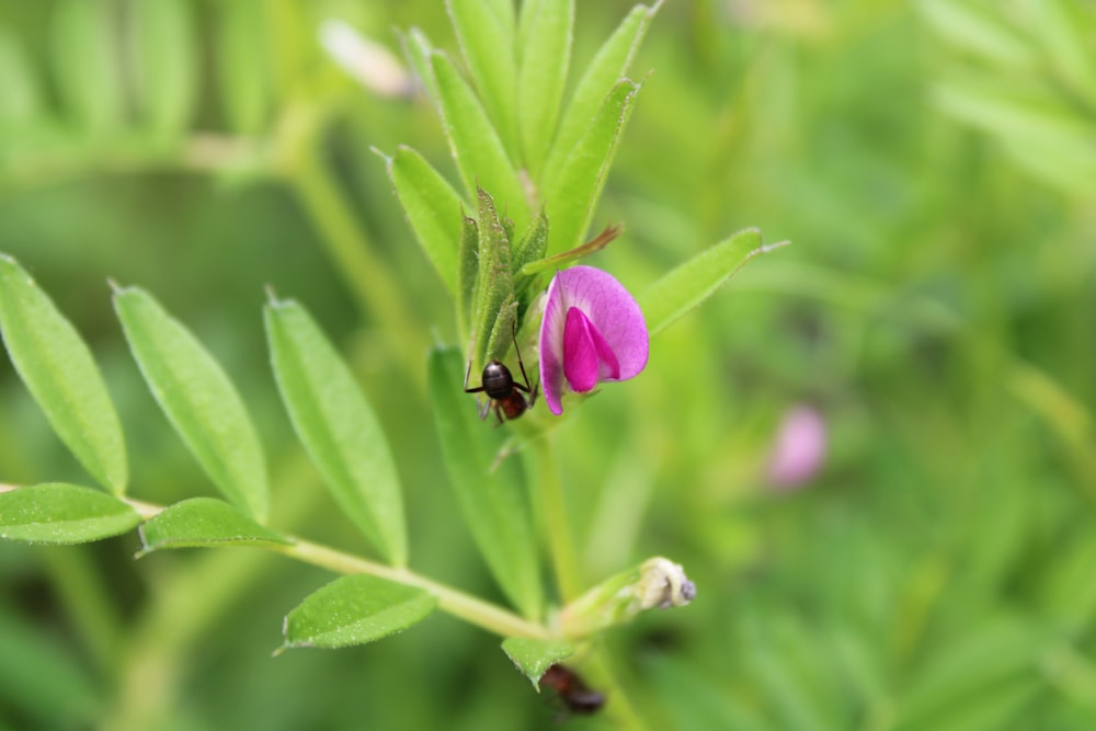 a small purple flower on a green plant