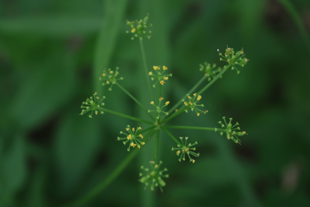 a close up of a plant with small yellow flowers