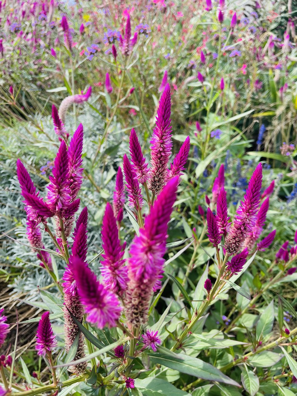 野原の紫色の花の束